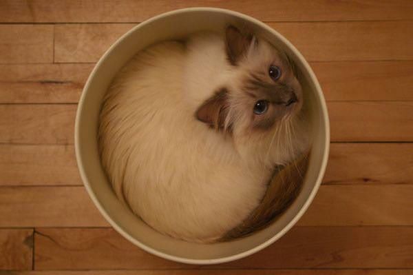 Cutest And Funny Cats To Make Your Day