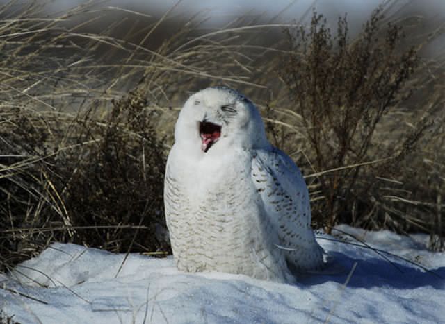 Cutest Pictures Of The Laughing Owls