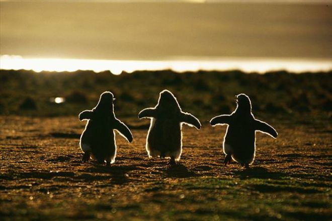 20 Adorable Photos Of Penguins To Make Your Day
