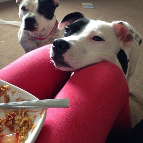 These Pets Are Always Hungry