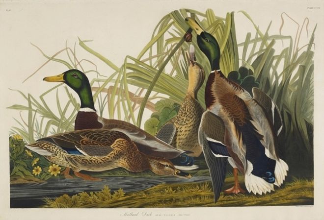 The Magnificent Birds Paintings Of Artist John J. Audubon