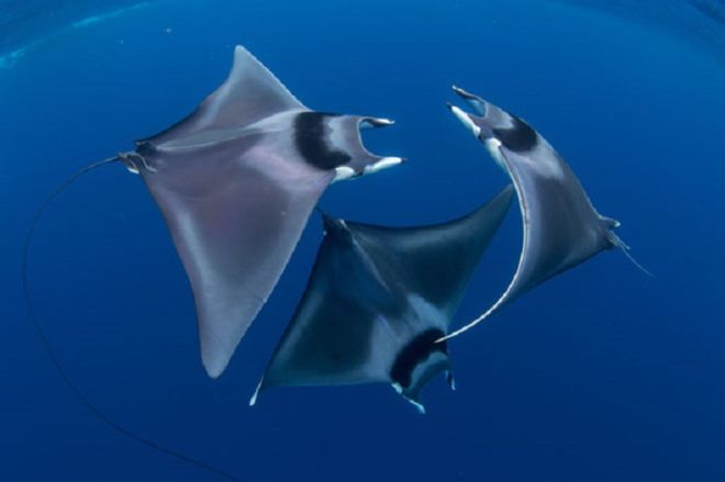 25 Top Entries From The Ocean Art Underwater Photography Contest