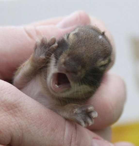 Adorable Baby Animals To Make Your Day