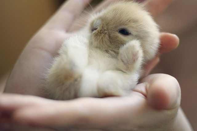 Adorable Baby Animals To Make Your Day