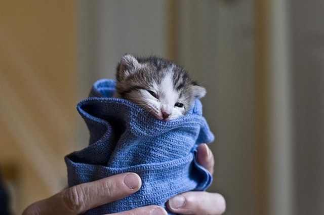 Adorable Baby Animals To Make Your Day