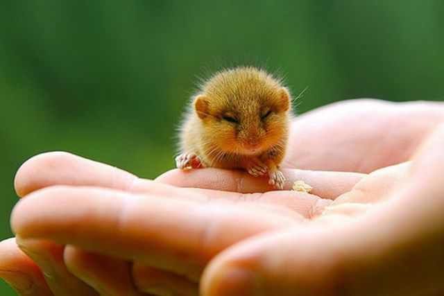 Adorable Baby Animals To Make Your Day