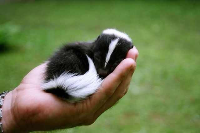 Adorable Baby Animals To Make Your Day