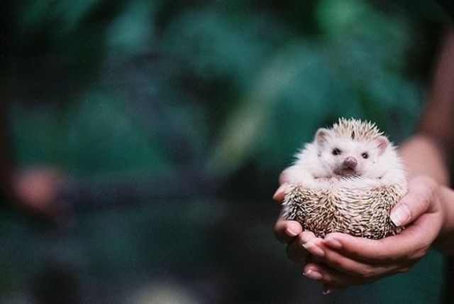 Adorable Baby Animals To Make Your Day