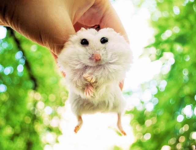 Adorable Baby Animals To Make Your Day