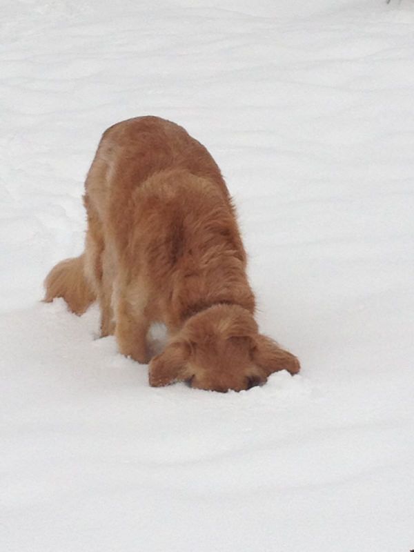 35 Pawsome Pictures Of Dogs To Make Your Day