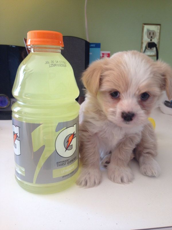 35 Pawsome Pictures Of Dogs To Make Your Day