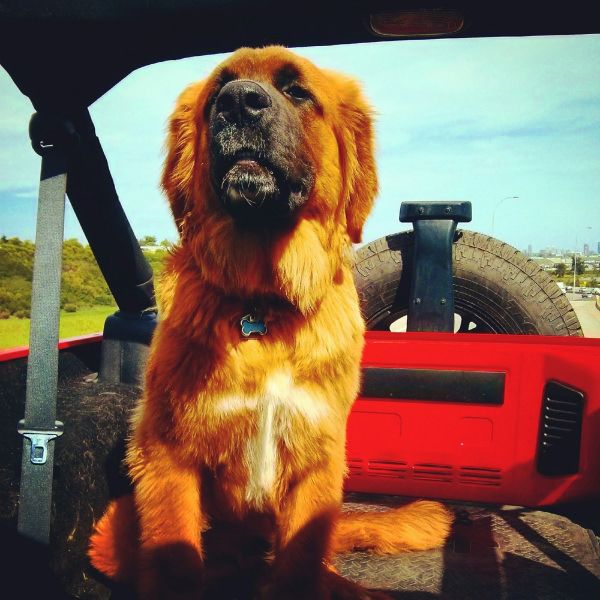 35 Pawsome Pictures Of Dogs To Make Your Day