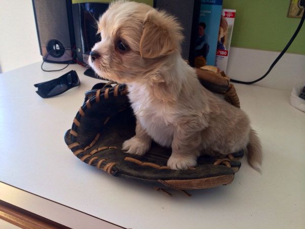 35 Pawsome Pictures Of Dogs To Make Your Day