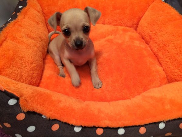 35 Pawsome Pictures Of Dogs To Make Your Day