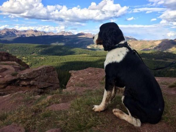 35 Pawsome Pictures Of Dogs To Make Your Day