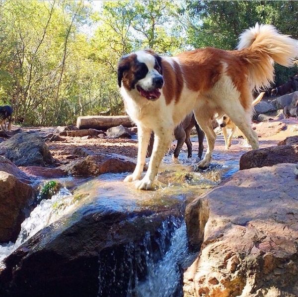 35 Pawsome Pictures Of Dogs To Make Your Day