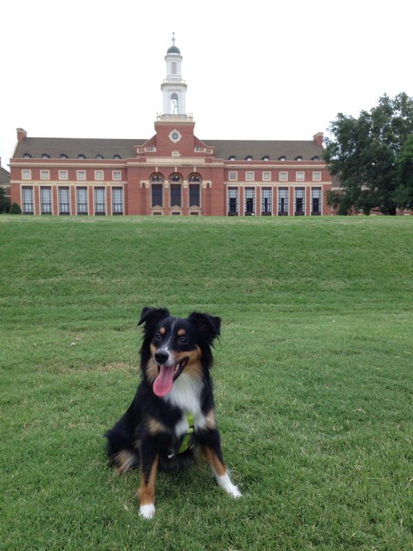 35 Pawsome Pictures Of Dogs To Make Your Day