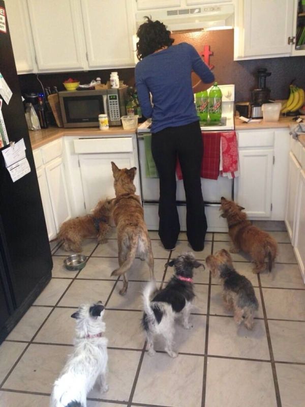 35 Pawsome Pictures Of Dogs To Make Your Day