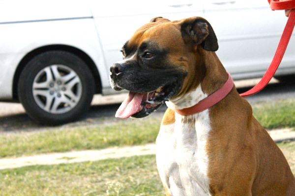 35 Pawsome Pictures Of Dogs To Make Your Day