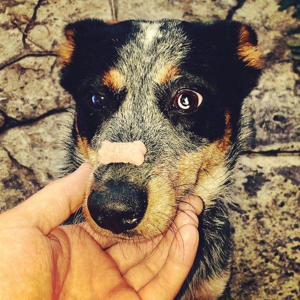 35 Pawsome Pictures Of Dogs To Make Your Day