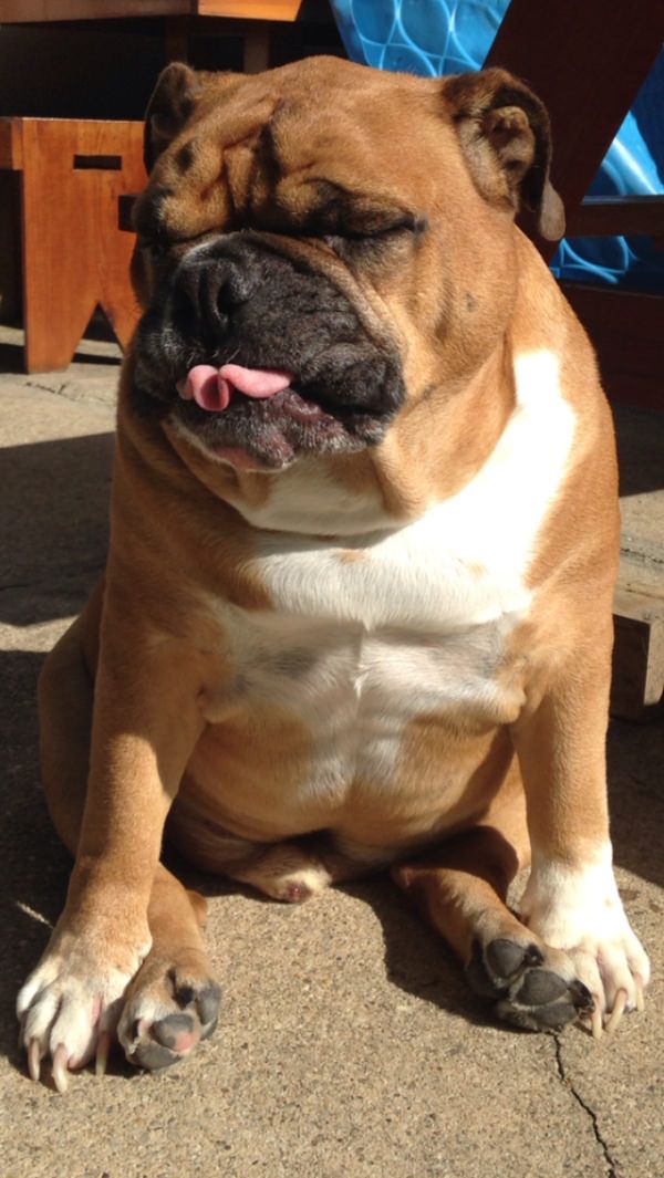 35 Pawsome Pictures Of Dogs To Make Your Day