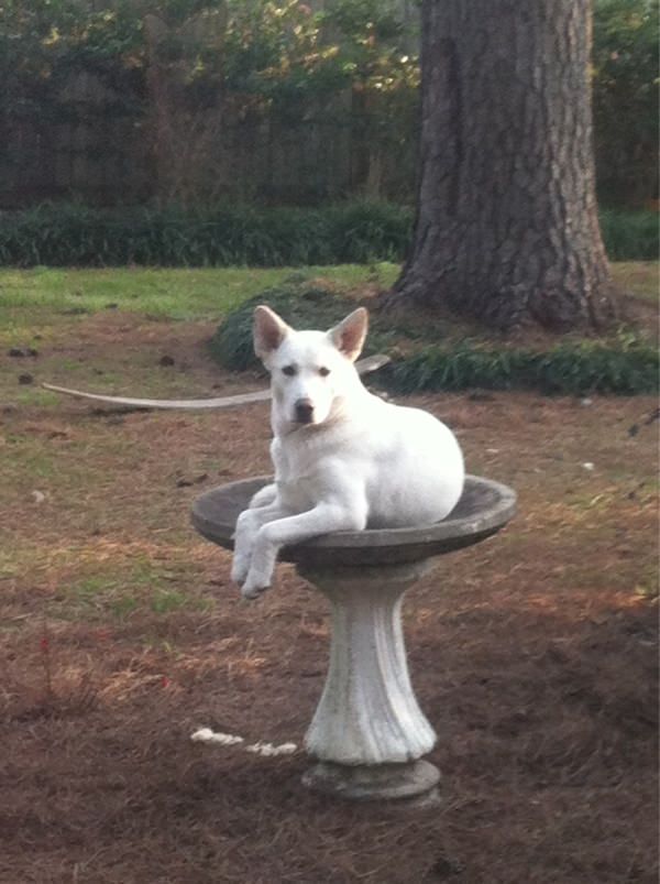 35 Pawsome Pictures Of Dogs To Make Your Day