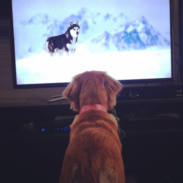 35 Pawsome Pictures Of Dogs To Make Your Day