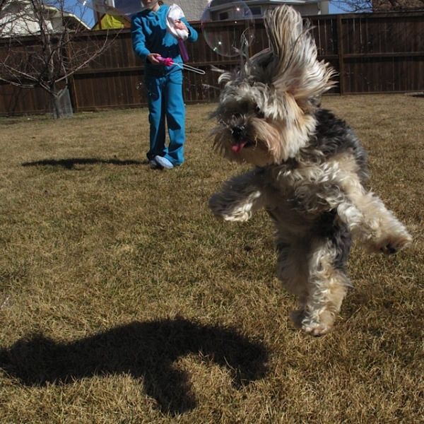 35 Pawsome Pictures Of Dogs To Make Your Day