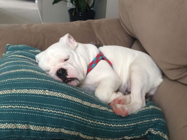 35 Pawsome Pictures Of Dogs To Make Your Day