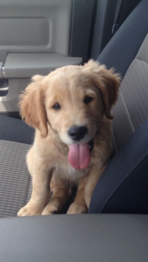 35 Pawsome Pictures Of Dogs To Make Your Day