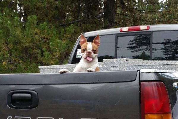 35 Pawsome Pictures Of Dogs To Make Your Day