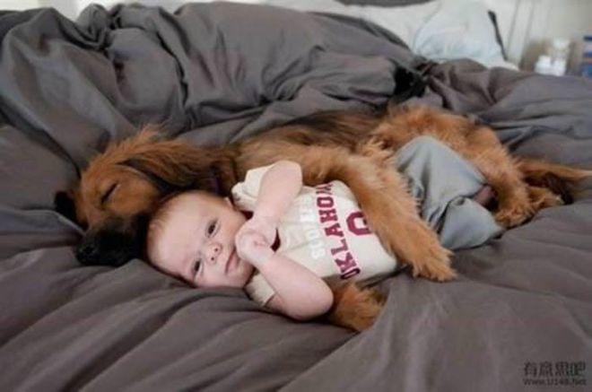 These 24 Animals Are The Cutest Babysitters