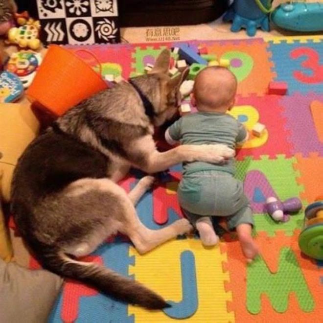 These 24 Animals Are The Cutest Babysitters