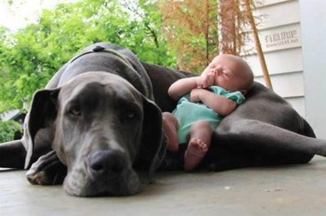 These 24 Animals Are The Cutest Babysitters