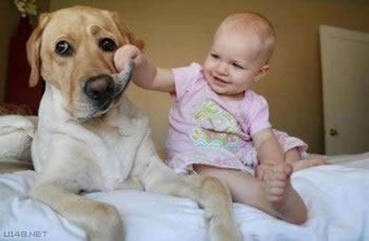 These 24 Animals Are The Cutest Babysitters