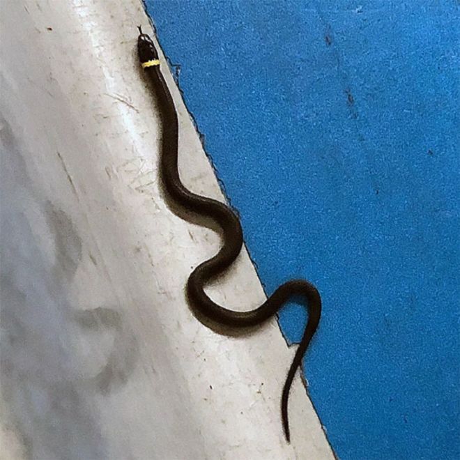 18 Shocking Things Confiscated By The Airport Authorities