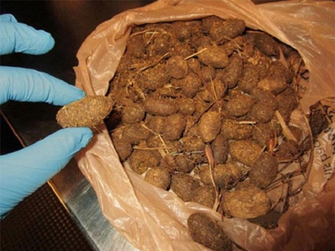 18 Shocking Things Confiscated By The Airport Authorities